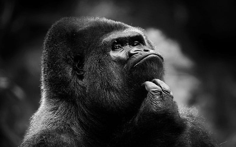 Photo en noir et blanc d'un gorille en train de se gratter le menton