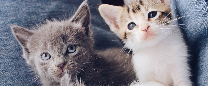 Deux mignons petits chatons trop trognons. L'un est gris et l'autre blanc et roux